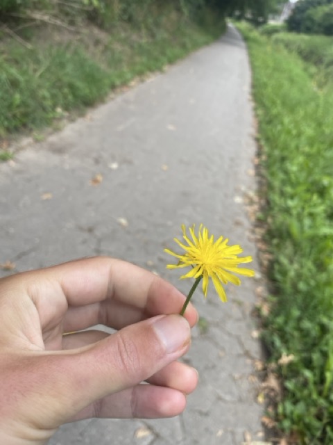 Liebt sie mich oder liebt sie mich nicht?